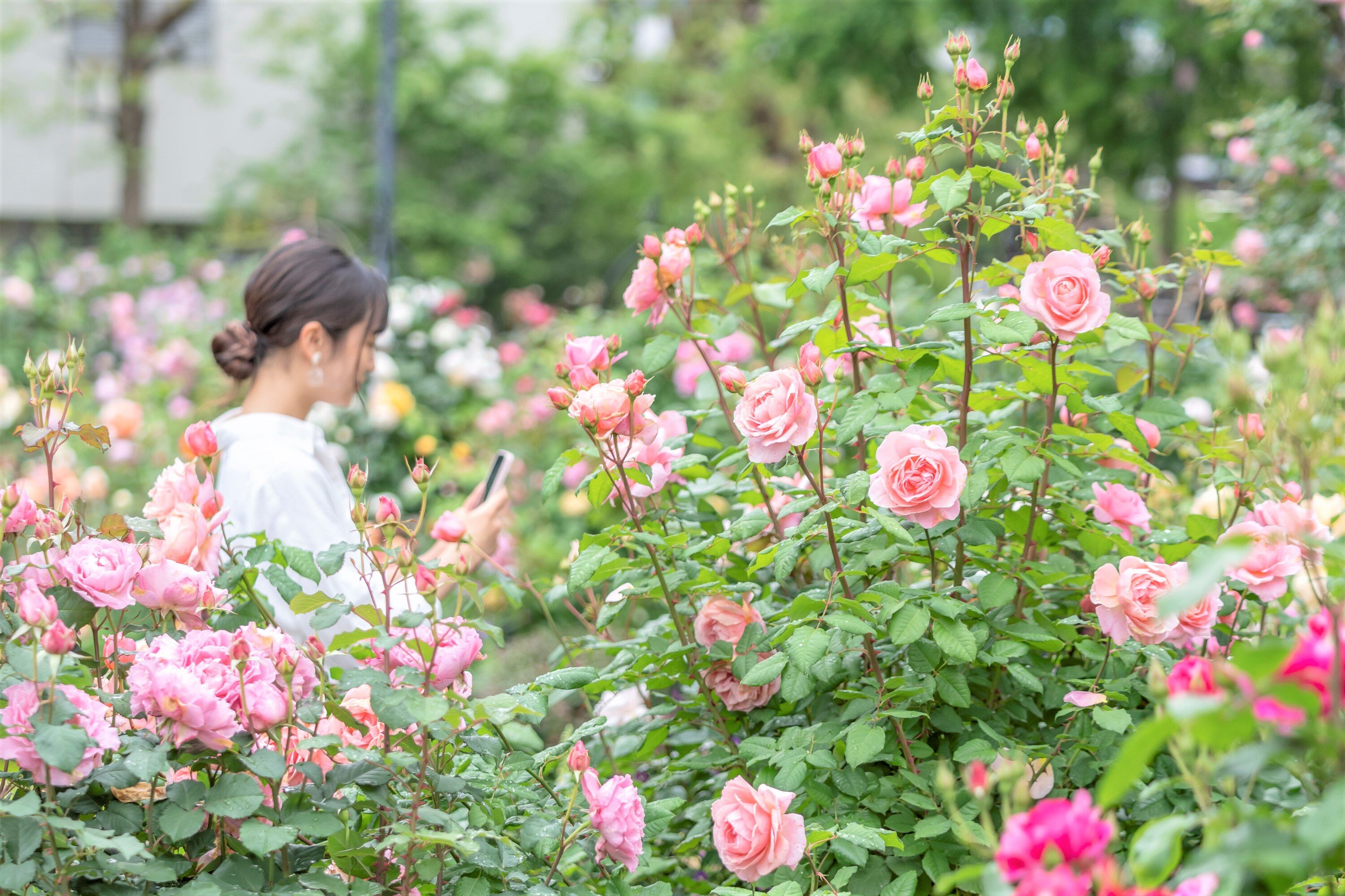 🌹 사계절 향기 로즈 가든(시키노카오리 로즈 가든) 이미지 9